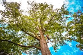 Why Choose Our Tree Removal Services in West Grove, PA?