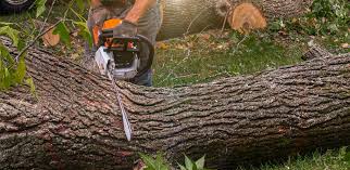 Reliable West Grove, PA  Tree Services Solutions